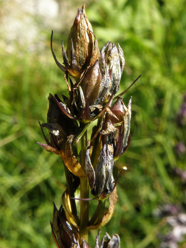 Swertia perennis L. - Genzianella stellata.